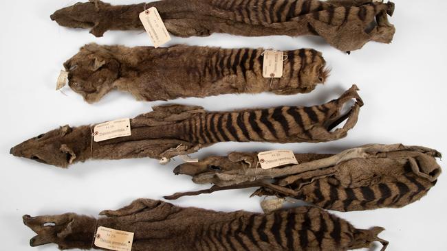 The five thylacine skins Morton Allport sent to the University Museum of Zoology, Cambridge, in 1869 and 1871. Picture: University of Cambridge