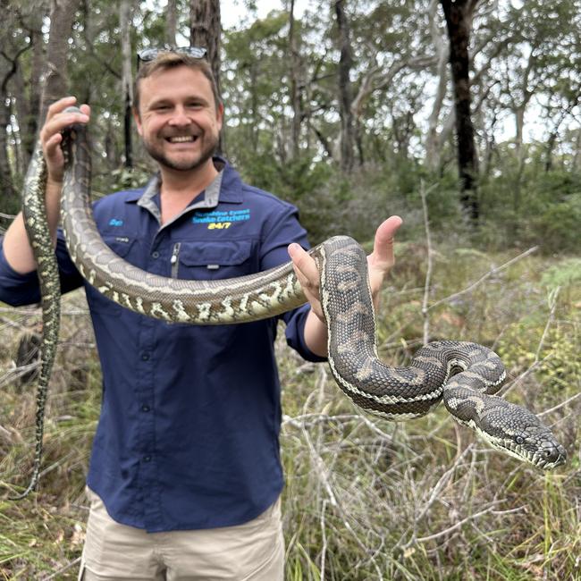 General manager of Sunshine Coast Snake Catchers 24/7 Dan Rumsey. Photo: Sunshine Coast Snake Catchers 24/7