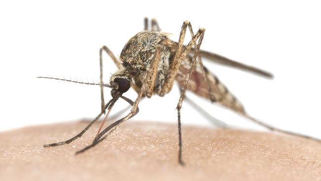 Mosquitoes have been linked to the buruli ulcer.