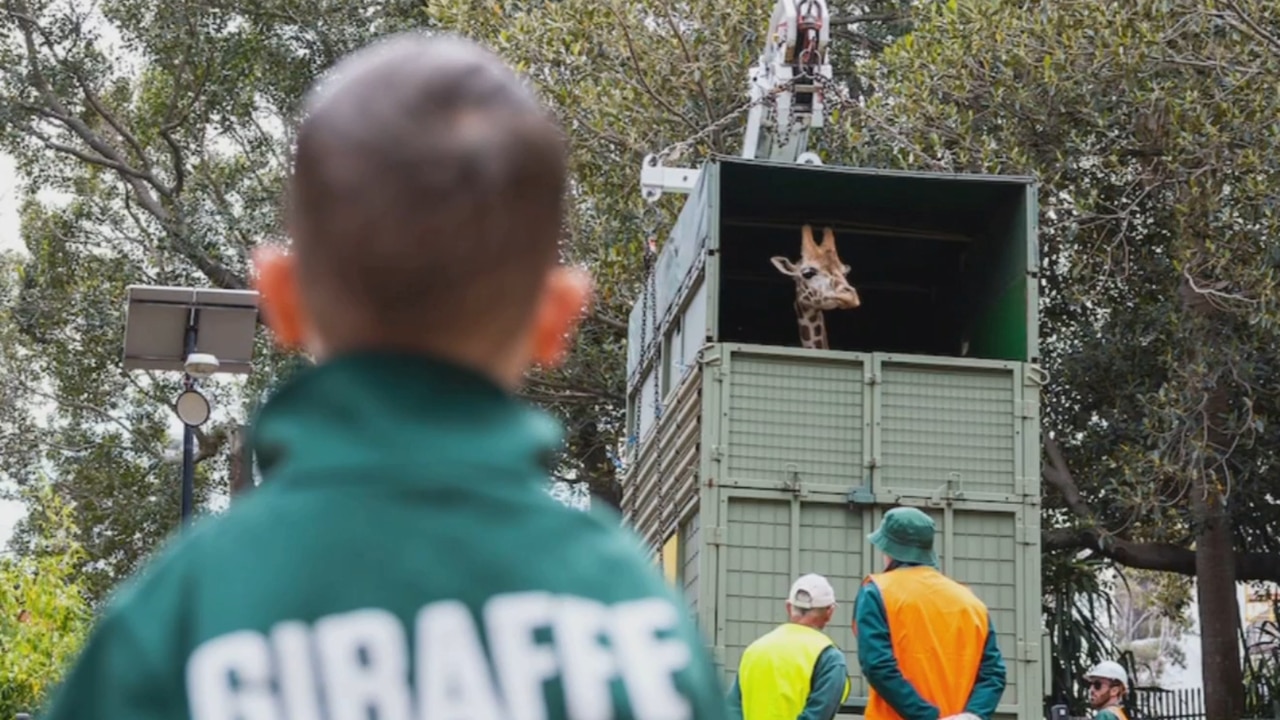 Giraffe transported 48 hours across the Nullarbor to Monarto Safari Park