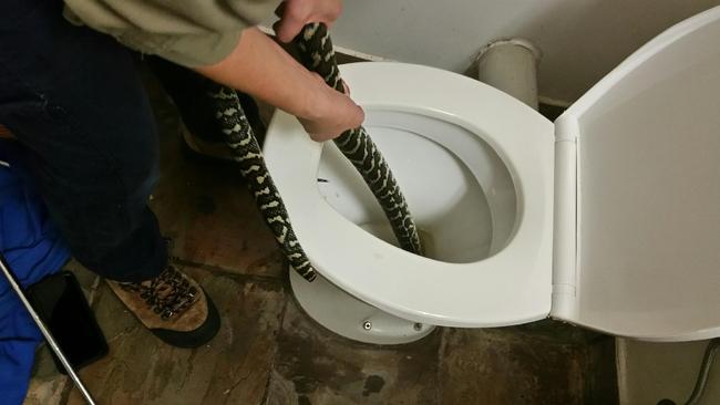 Snake catcher Jasmine Zeleny rescues a 1.6m carpet python from a Chapel Hill toilet. Picture: Helen Richards