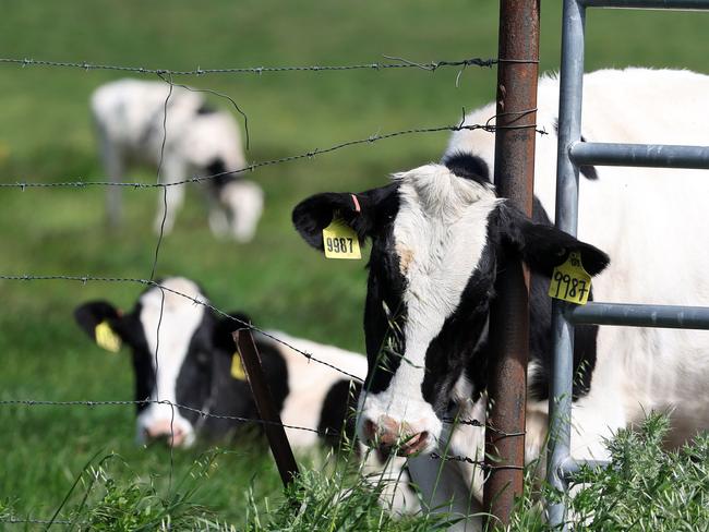 PETALUMA, CALIFORNIA - APRIL 26: Cows graze in a field at a dairy farm on April 26, 2024 in Petaluma, California. The U.S. Department of Agriculture is ordering dairy producers to test cows that produce milk for infections from highly pathogenic avian influenza (HPAI H5N1) before the animals are transported to a different state following the discovery of the virus in samples of pasteurized milk taken by the Food and Drug Administration.   Justin Sullivan/Getty Images/AFP (Photo by JUSTIN SULLIVAN / GETTY IMAGES NORTH AMERICA / Getty Images via AFP)