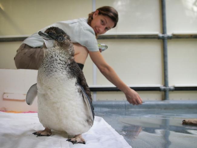 This little penguin is being cared for by the team. Picture: Toby Zerna