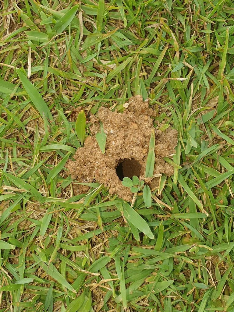 Reason For Holes In Lawns This Time Of Year Explained Herald Sun