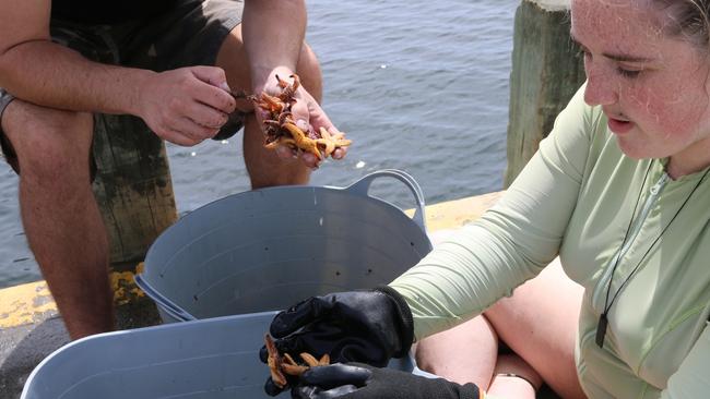 Kara Speck and Jay Boyd sort native species from the invasive sea stars on January 19 2025. Picture: Elise Kaine