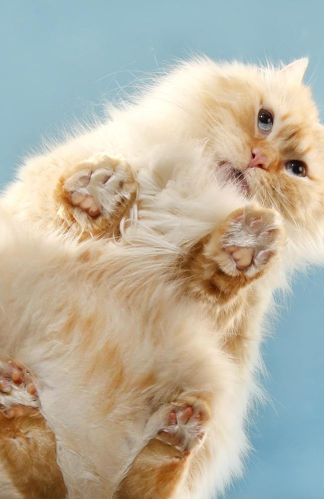 Archie the red ragdoll is paw-sitively adorable. Picture: David Caird