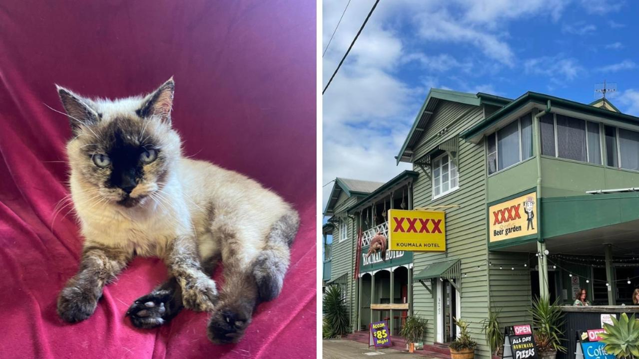 Precious the cat being booted from the Koumala Hotel, her home of 14 years. Picture: Koumala Hotel/Facebook