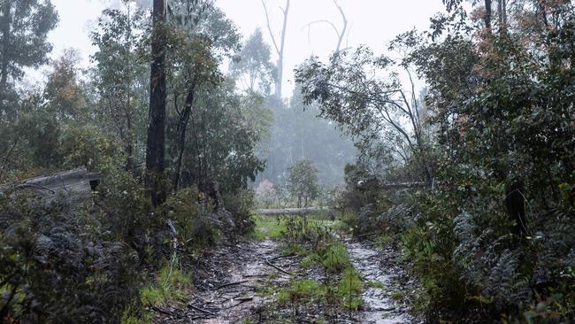 The thick terrain is making the search difficult. Picture: Jason Edwards