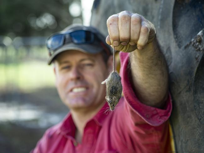 Grain grower Anthony Mulcahy showing the result of mice baiting on his property. <ld/><ld/><ld/><ld/><ld/><ld/><ld/><ld/><ld/><ld/><ld/><ld/><ld/><ld/><ld/><ld/><ld/><ld/><ld/><ld/><ld/><ld/><ld/><ld/><ld/><ld/><ld/><ld/><ld/><ld/><ld/><ld/><ld/><ld/><ld/><ld/><ld/><ld/><ld/><ld/><ld/><ld/><ld/><ld/><ld/><ld/><ld/><ld/><ld/>Picture: Zoe Phillips.