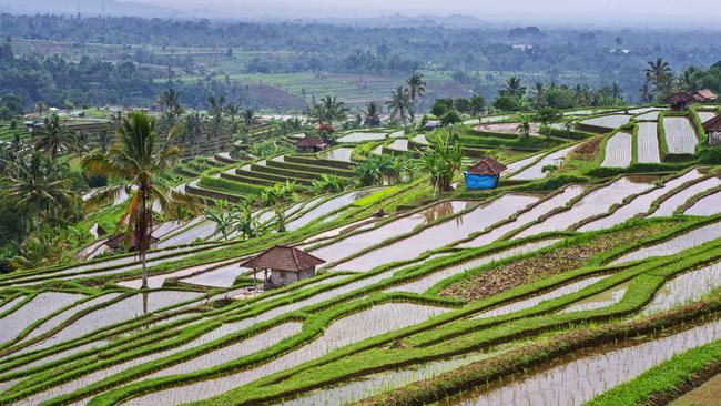 Rice terraces in Bali. Jatiluwih. UNESCO Cultural Heritage Site. Rice growing in Indonesia. Escape 25 May 2025. Destinations Photo - iStock