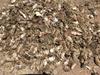 Farmers on alert for damage from mice