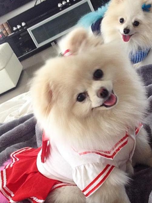 Kimberley White’s pup Cupcake is a RSPCA rescue dog who has a “heart of gold”.