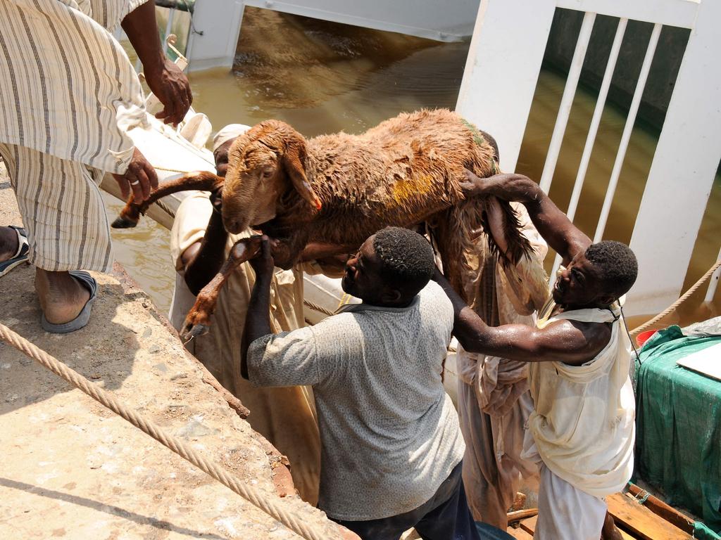 A sheep is rescued after the ship Badr 1 crammed with thousands of animals, sank in Sudan's Red Sea port of Suakin.