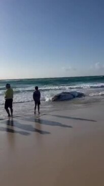 Whale washes up at Byron beach