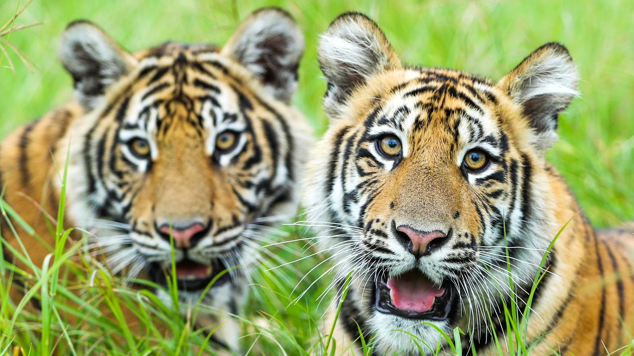 Dreamworld's Tiger Cubs Play with Mum and Dad on Tiger Island 