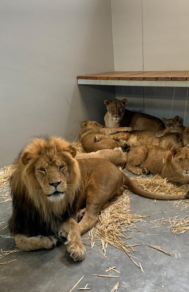 Dad Ato with mum and cubs