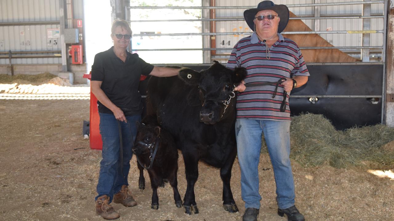 Owner of Crimson Park Lowline at Alton Downs, Sharon Coome, and her Lowline cattle breed.