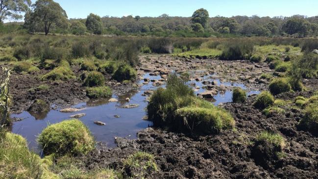 Trampling damage by feral horses to Beean Beean swamp.