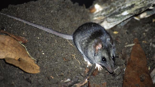 Just 500 Kangaroo Island dunnarts were estimated to remain in the wild before the fires. Picture: Jody Gates.