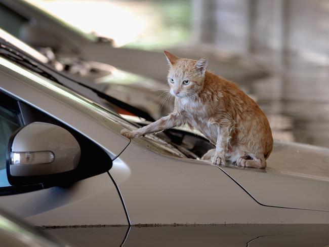 A cat sits on top of a car which is surrounded by flood water in the parking lot of an apartment complex after it was inundated with water following Hurricane Harvey on August 30, 2017 in Houston, Texas. Harvey, which made landfall north of Corpus Christi August 25, has dumped nearly 50 inches of rain in and around Houston. Picture: AFP