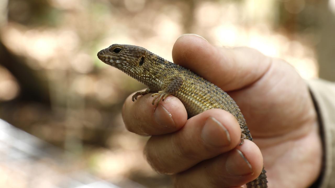 Close-up view of Nangur spiny skink (Nangura spinosa) at the release site west of Gympie. Image taken: 05/12/2023 | DIGITAL ORIGINAL