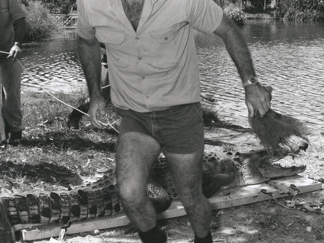 A Conservation Commission Ranger inspects a crocodile caught in a trap.