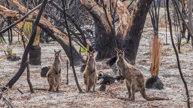 Kangaroos surviving in burnt bushland on Kangaroo Island. Picture: Barb Seidel