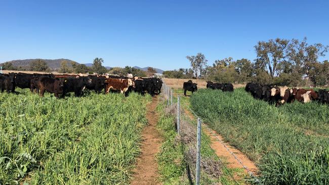 Rotational, or cell grazing, is a regenerative farming practice used to build soil carbon at Wilmot-operated properties.