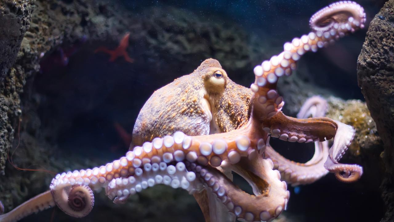 Scientific study gave ecstasy to octopuses to prove genetic link to ...