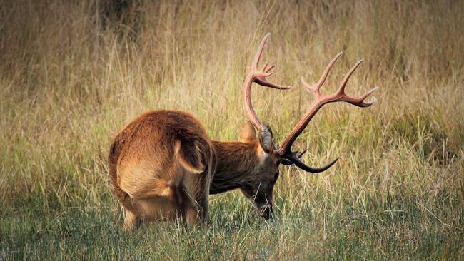 Illegal hunters are out in the Yarra Valley.