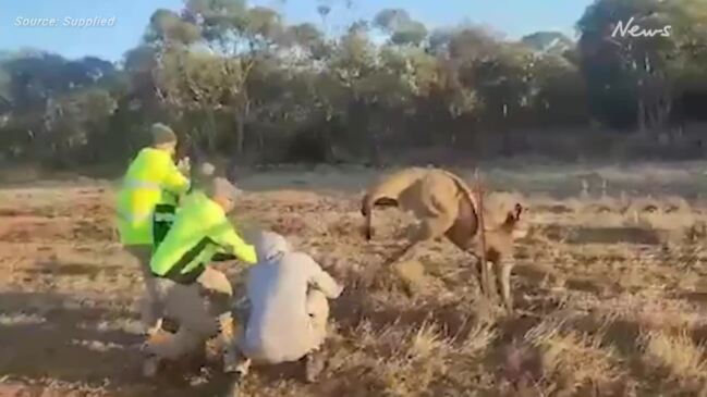 Beekeepers save roo near Pinnaroo