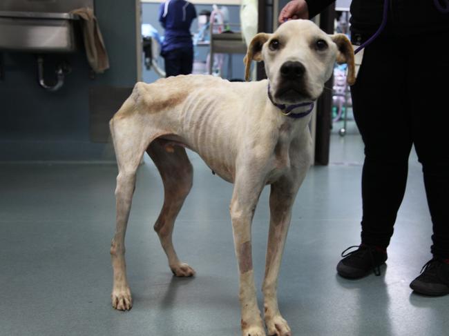 Omar weighed just 18kg when he was discovered by RSPCA inspectors in June last year.