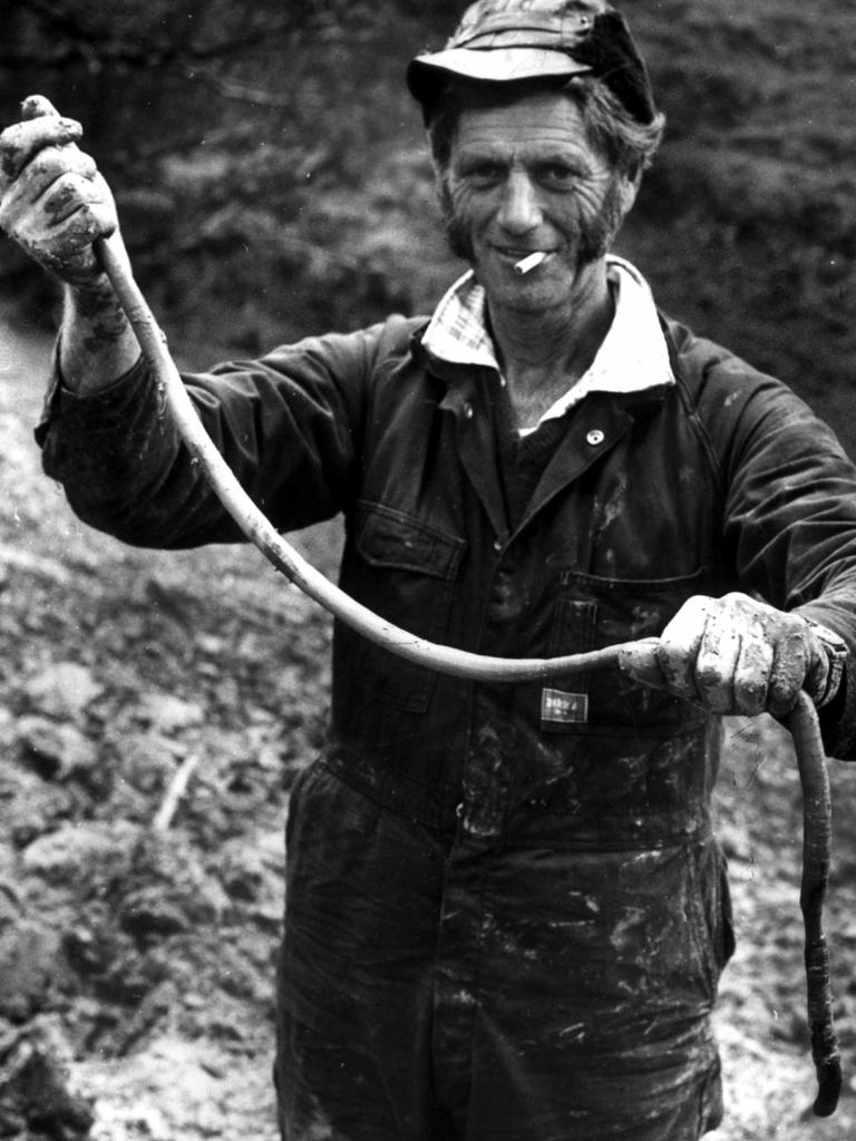 Farmer Les Brooks with giant earthworm on his farm at South Gippsland, Victoria, in this 1978 file photo.