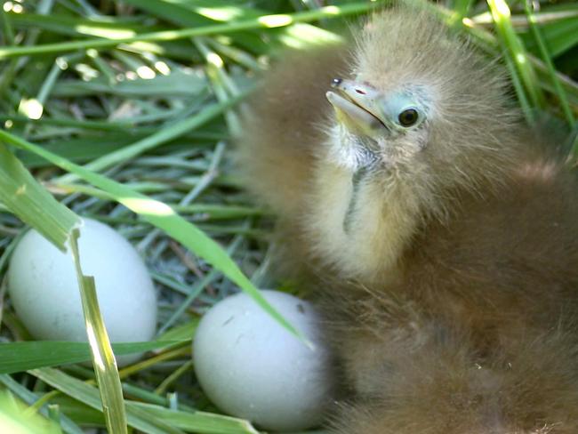 The Australasian bittern bird, known as bunyip birds, are an endangered species. Copyright: Supplied