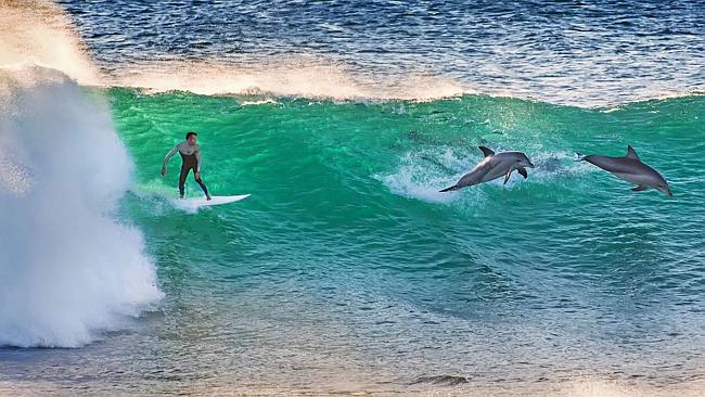 Incredible moment dolphin swims straight at surfer and almost hits him