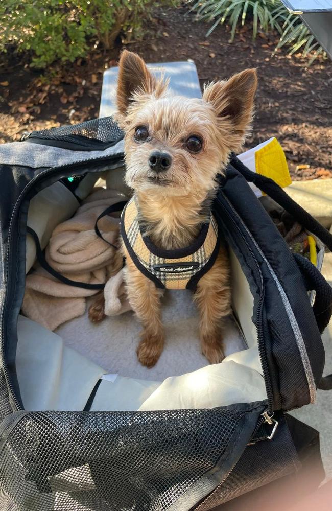 Coco, an eight-year-old teacup Yorkie. Picture: NY Post/Fabiana Franco