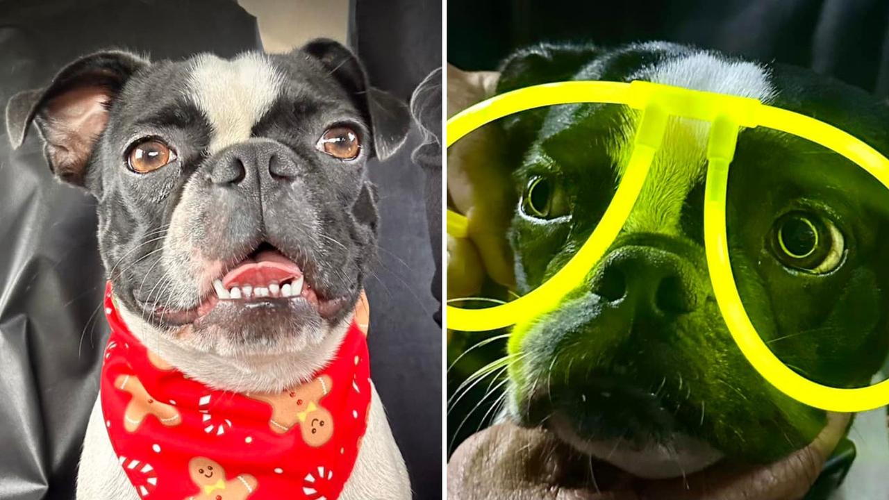 Billie: Ange Jones' 1 year old Boston Terrier