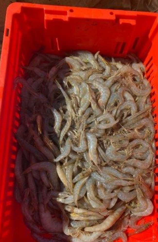 There’s a whole lot of prawns being caught in the bay. Picture: Spero Kartanos