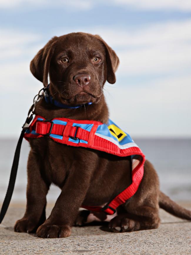 Providing safe spaces is essential for assistance dogs, says Brisbane’s Henry Macphillamy who has a guide dog. Picture: Adam Yip / Manly Daily