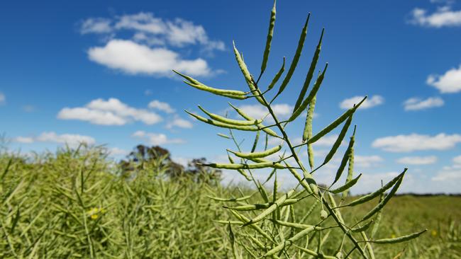 It’s been a great season for crops across much of Victoria and NSW, with well-timed rain. Picture: Zoe Phillips