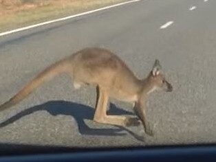 SUNDAY TELEGRAPH SPECIAL. Kangaroo car crash  Howard Dimond was on a road trip with his sons when a kangaroo jumped into the windscreen and rolled over the roof in September 2015.