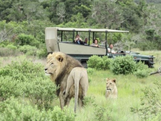 Lions at Sibuya Game Reserve in South Africa have eaten a group of poachers. Picture: Sibuya Game Reserve