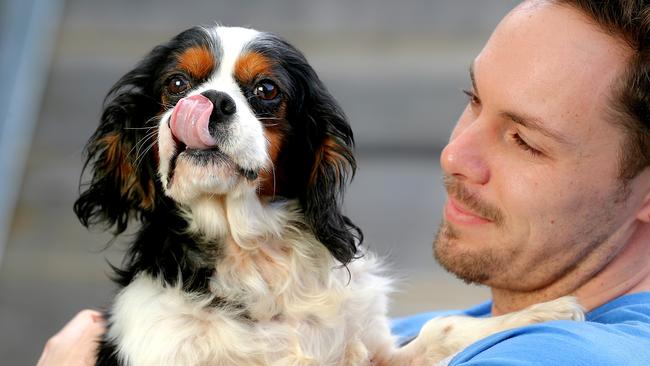 Wenda the Cavalier King Charles spaniel after recovering from the squalid conditions at the puppy farm. Picture: Tim Carrafa