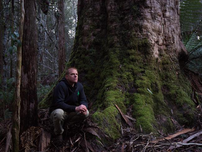 <s1><span id="U70675840850uKF" style="font-size:9;font-stretch:9;">RESERVE: Vica Bayley in World Heritage Area white gum forest earmarked for logging.</span></s1> <ld pattern=" "/> <source id="U70675840850DJH" style="font-family:'Soho Gothic Std Medium';font-weight:medium;font-style:normal;font-size:6;font-stretch:6;">Picture: Peter Mathew</source>