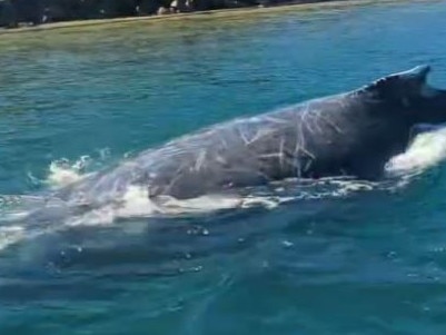 Mooloolaba boaties got more than they bargained for when they were surprised by a whale in an unlikely spot.