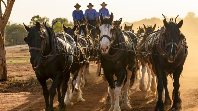 Bandy and Johnson Draught Horses in the lead up to the Royal Easter Show. Picture: Paul Robbins