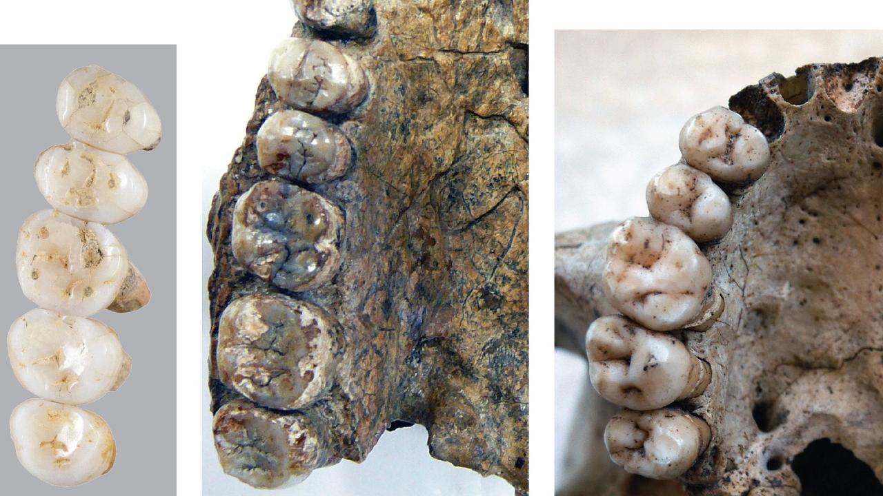 This image taken on March 15, 2019, compares the fossil teeth of the newly discovered species <i>Homo Luzonensis</i> and that of <i>Errectus Sapiensa</i>. Picture: Florent Detroit