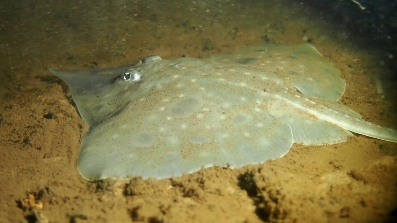 A maugean skate moving along the bottom of the ocean.