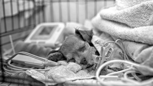 This dog needed to be heavily sedated and ventilated after a tick bite. He made a full recovery. Picture: Rebecca Porter