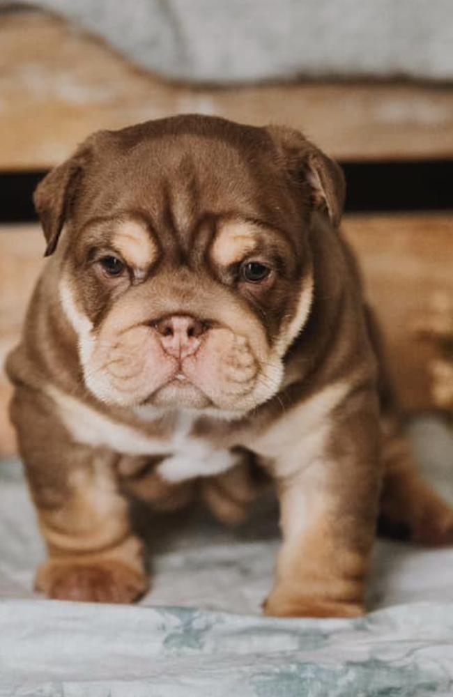 Jerry: Lauren Kimber's 12 week old British Bulldog